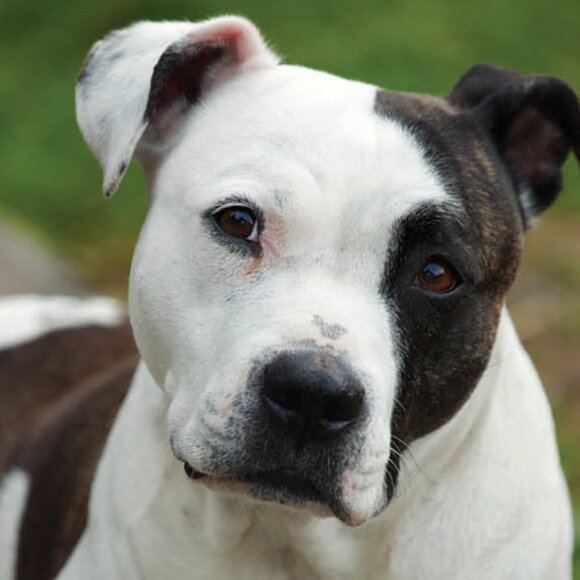 Pitbulls: The Most Misunderstood Dog - Picture 7 of 11